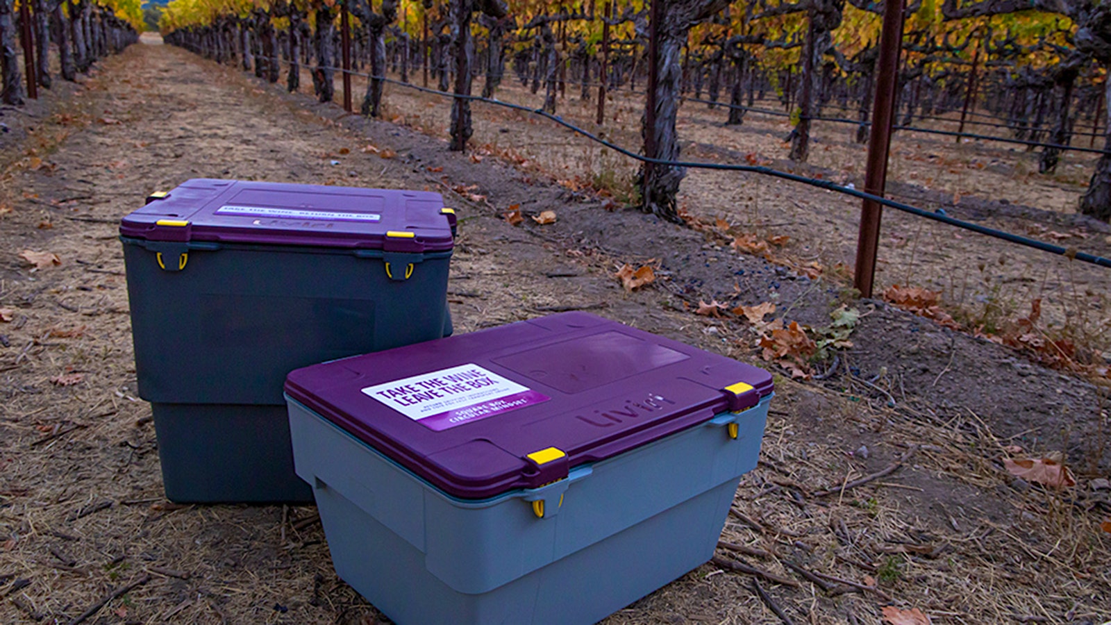 Two sizes of hard plastic, clasp-lidded Liviri Vino shipping boxes in a vineyard